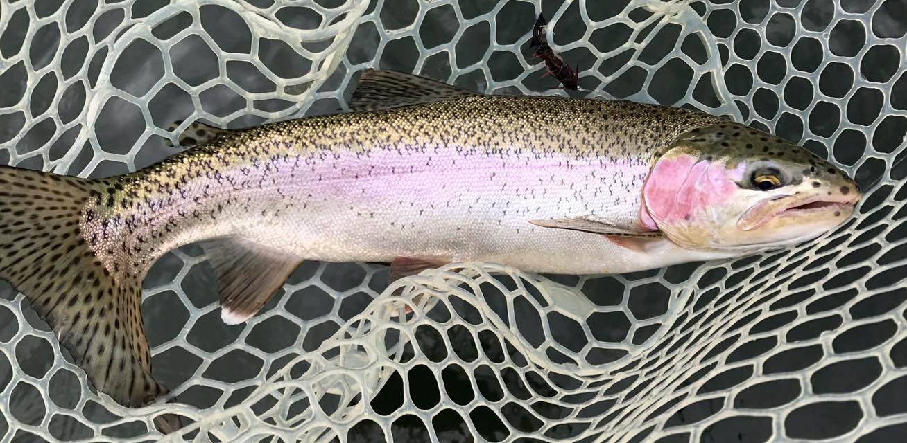 The Rainbow Trout Lake Stocking Program in British Columbia by Brian
