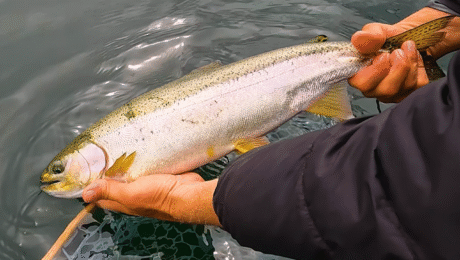 Show 1 Pic – Dragon Lake P1