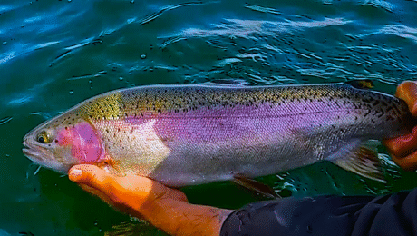 Show 1 Pic – Dragon lake P2